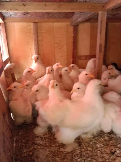 bentum chicks for sale