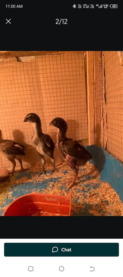 pure Thai and burmi chiks available full health and Activ