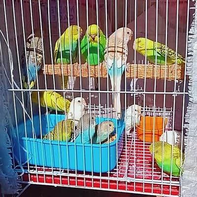Budgie Self Baby 03008658689 Australian Parrot