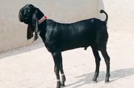 desi Bakra for sale WhatsApp_" 03487390292)