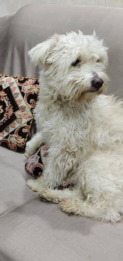 poodle  female breeder 10 month