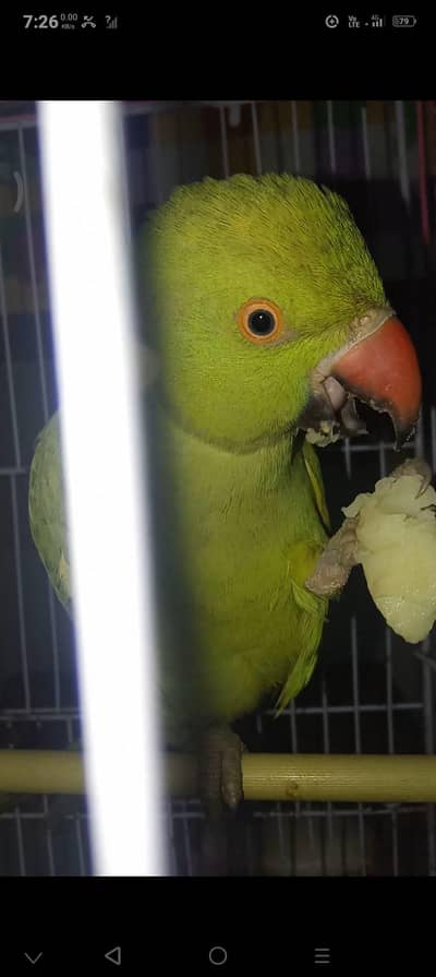 green parrot | female parrot for sale