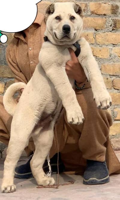 Central Asian Shepherd | King alabai | alabai dog | alabai puppies