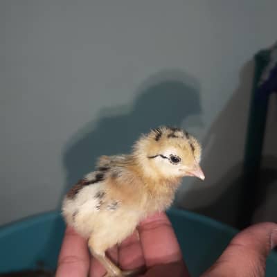 TOP QUALITY ASEEL AVAILABLE 