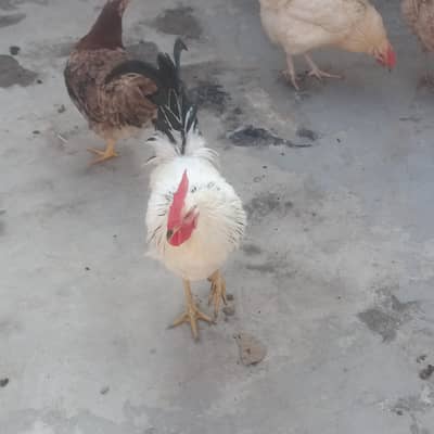 leghorn fully new young