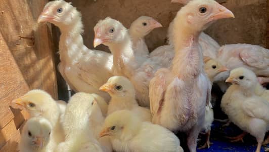 Miawali Hera aseel chicks