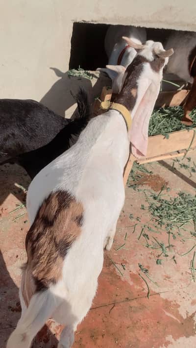 Gulabi ablack mae 2 dant bacha for qurbani lovera