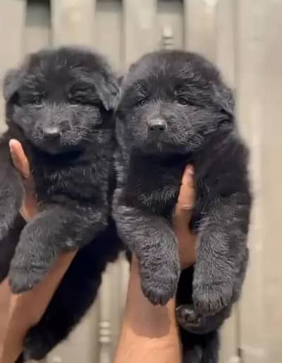 German Shepherd Pure Black Puppies