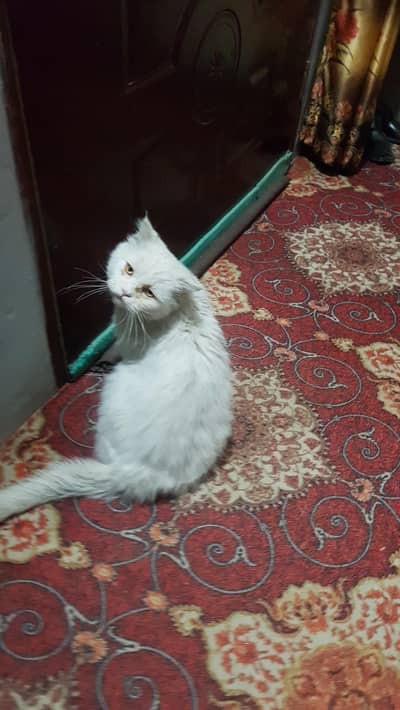 Both acha Male h sale krna h