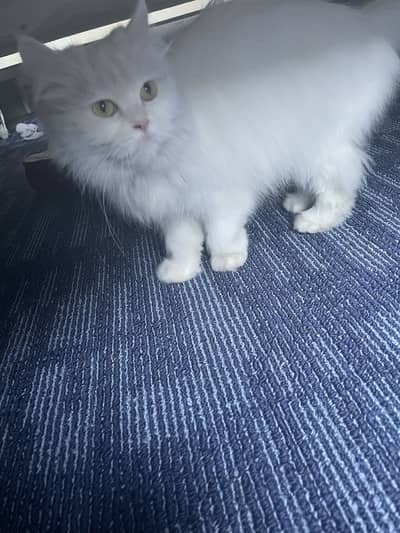 Persian female cat for sale
