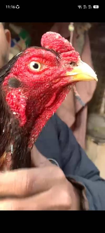 Adnan Aseel 03076748257