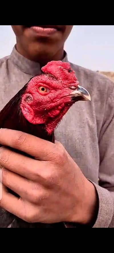 panus pokoye 03034675408