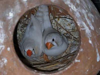 zebra finches pair/ Raw parrot