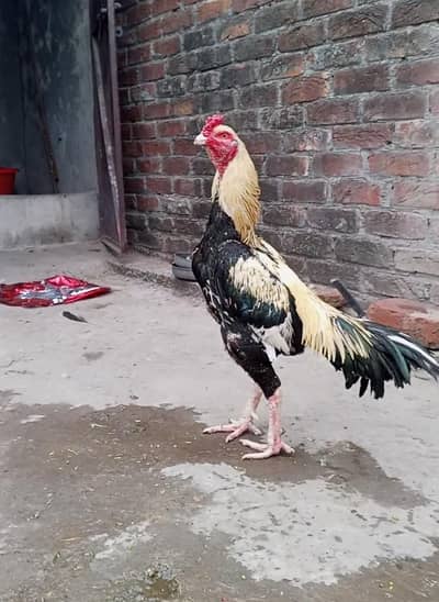 aseel murga for sale 03316427993 watsapp