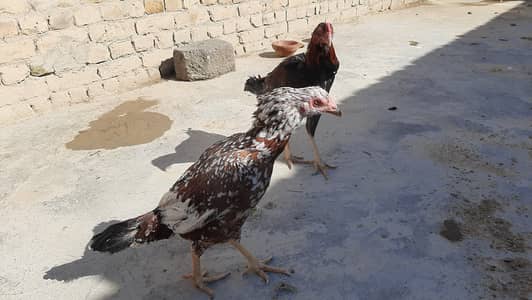 Burmi Cross Pair and Aseel Pathe