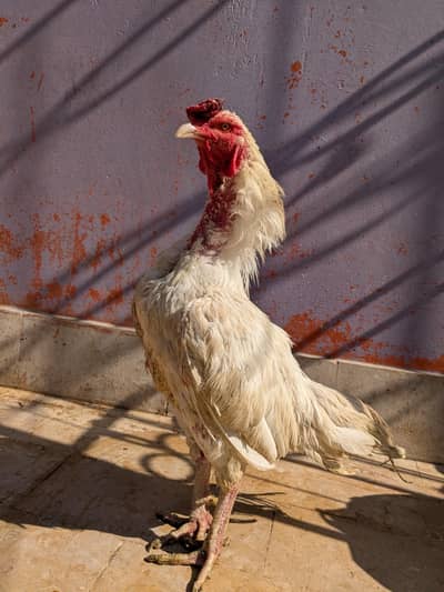 Aseel paper heera murga