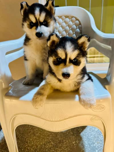 Siberian husky pair | husky puppies | top quality