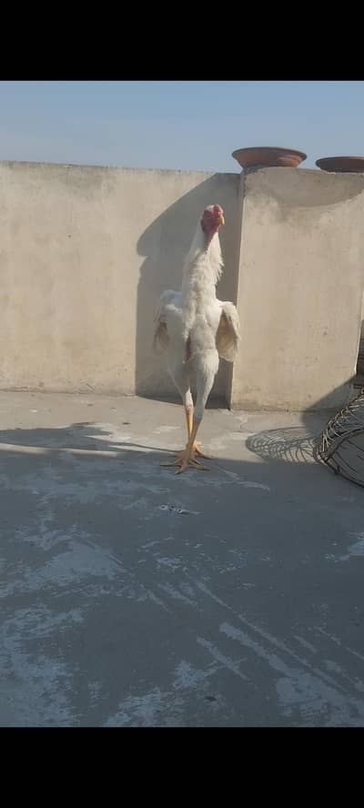 paper white  shamo male