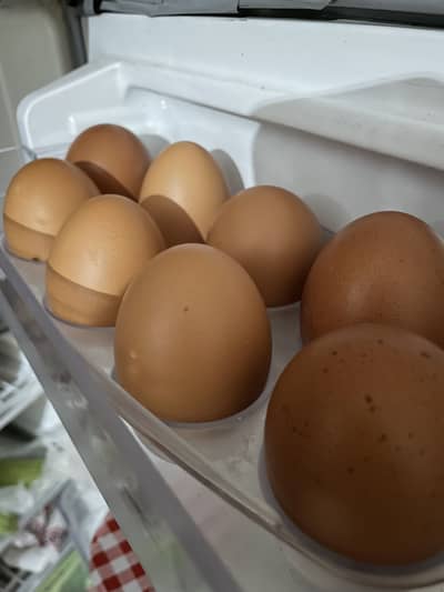 Lohman Fresh eggs Available