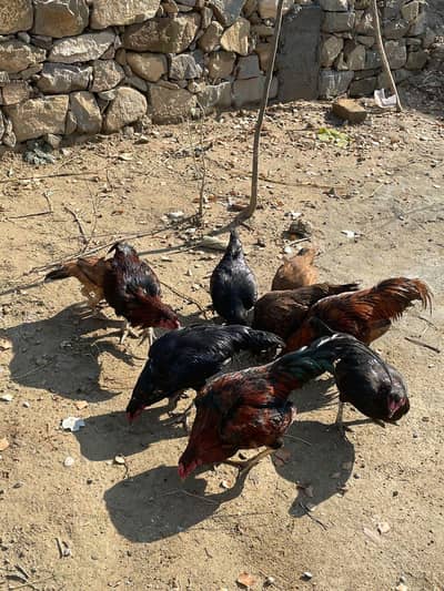 aseel male and female available