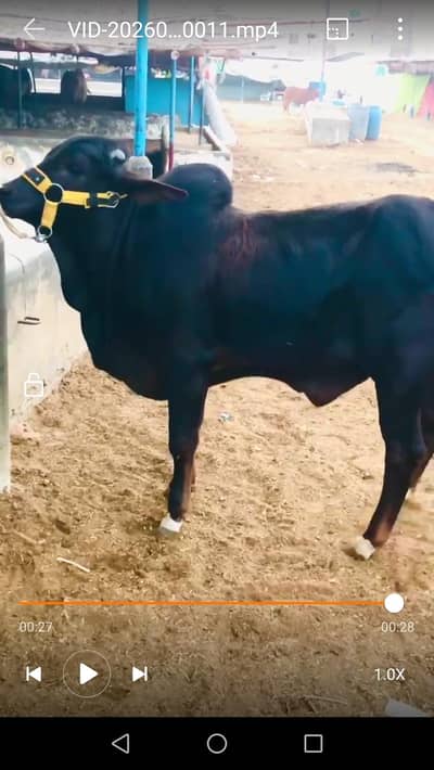 Bachra For Sale/Pure Cholistani Black Beauty Bachra/Pakka Kheera