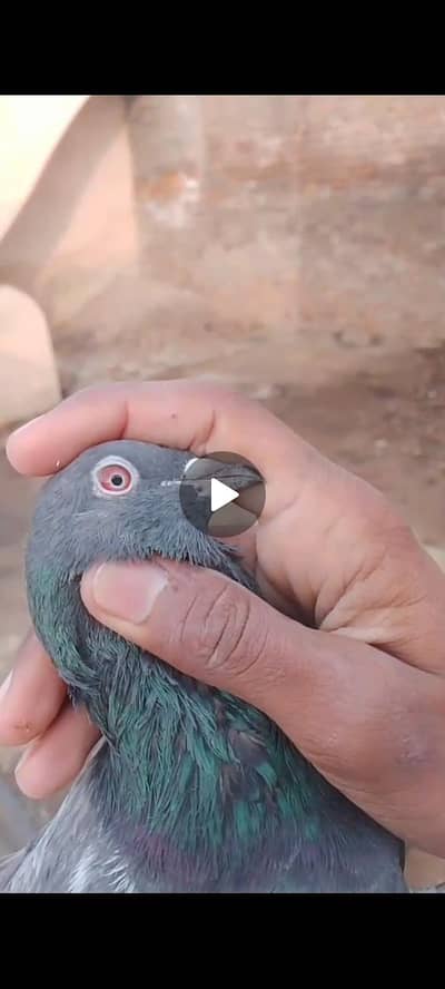 Breedr khbutrs mean sab wali madi or dab wala or b breedr hin