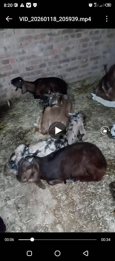 bakri/path/goat for sale