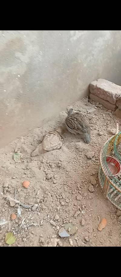 dakhne and irane mail and femal