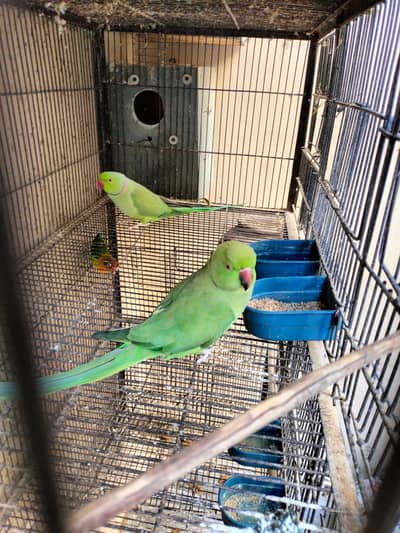 Breeder pair for sale