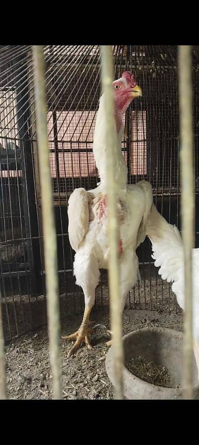 white Shamo aseel chick's Rs. 15000