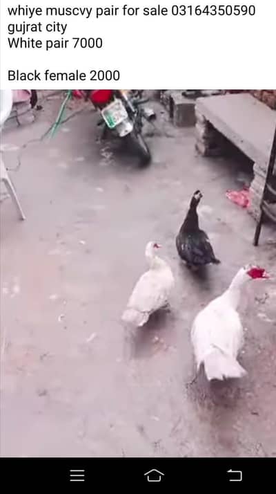 White muscvy pair 7000 ka h . 03164350590