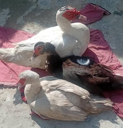 White muscvy pair for sale 7000 Blck female 2000