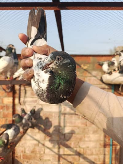 Teddy . Ferozpuri . Rampuri . Kabotar For Sale  par peice 3000.