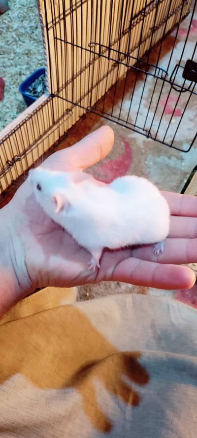Albino Syrian Hamster White