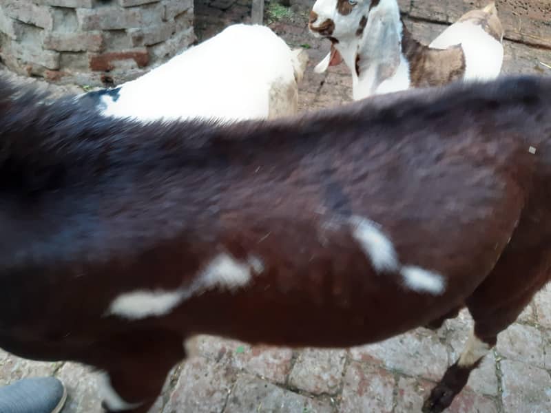 bakra 2