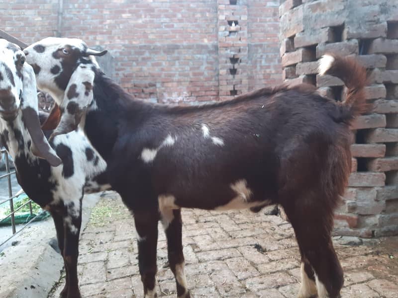 bakra 10