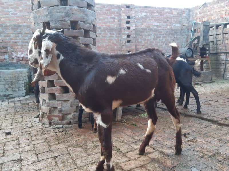 bakra 11