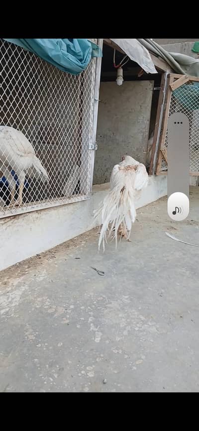 indian parrot beak long tail