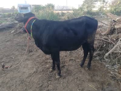 Top Quality Valieti Wachi/ Vehri | High Milk | Cow for Sale | Heifer