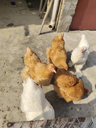 Golden Heavy Buff Heritage Breed Egg Laying Murghiyan & Rooster