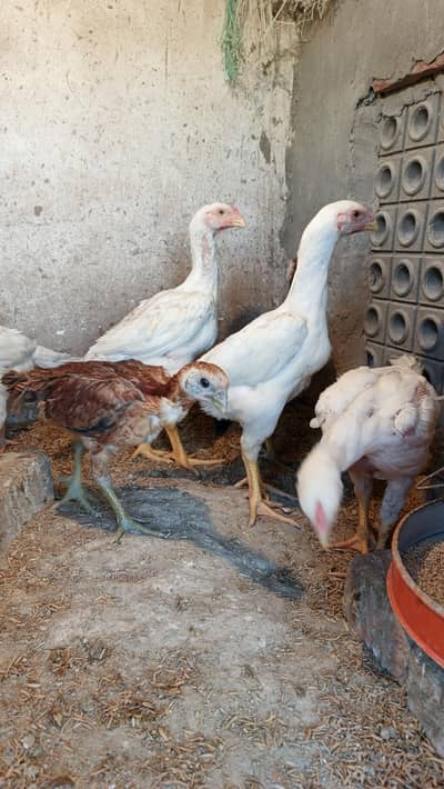 Top quality White O Shamo chicks