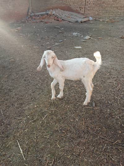 male goat Bakra