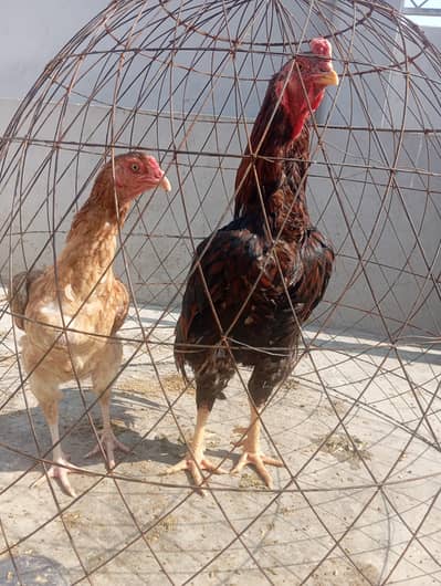 O SHAMO EGGS AVIABLE