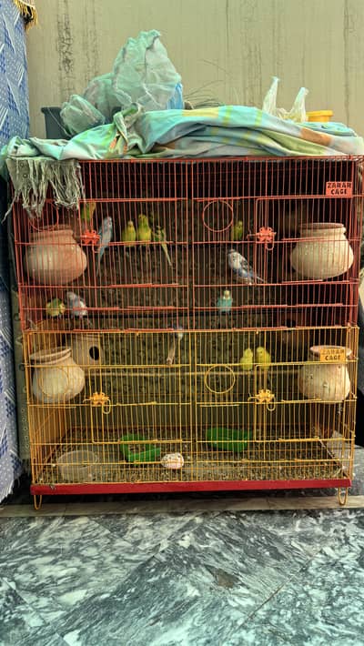 budgies parrots