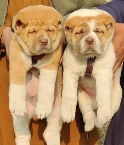 Alabai Dog|King Alabai |Alabai puppy|Alabai |Alabai pair price : 34k