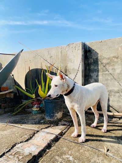 khata Gultar ; Pure White Colour