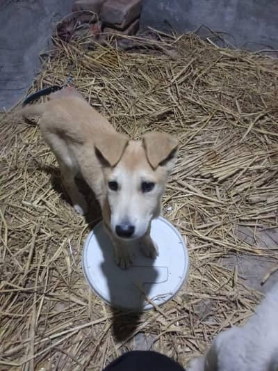 Bully Guiltar puppies available healthy and active