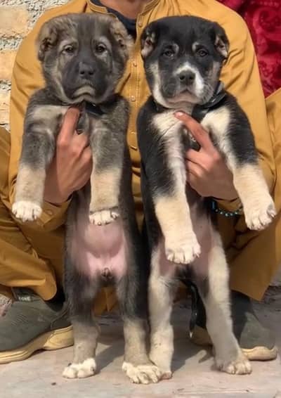 Bakharwal | Bakharwal dog | Bakharwal puppies | security dog