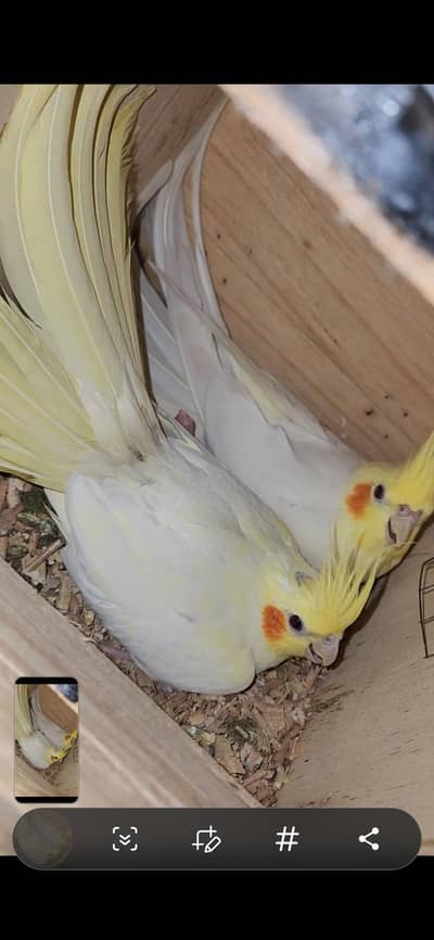 Common white breeder Pair for sale