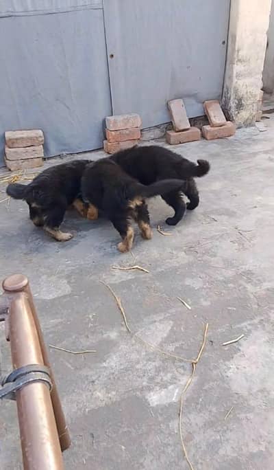 German Shepherd and 03244911352 WhatsApp